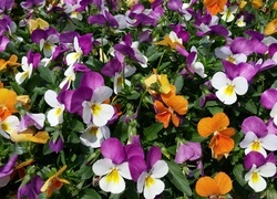 Oryginalny obrazek