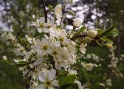 Oryginalny obrazek