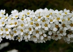 Oryginalny obrazek