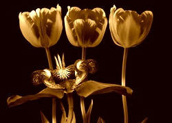 Sepia