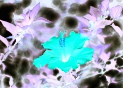 Negatyw