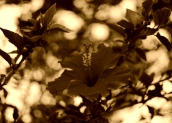 Sepia