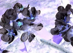 Negatyw