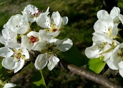 Oryginalny obrazek