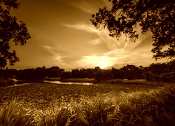 Sepia