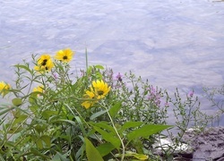 Oryginalny obrazek