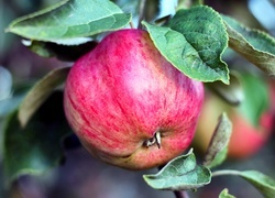 Oryginalny obrazek