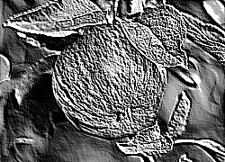 Skamielina