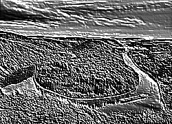 Skamielina