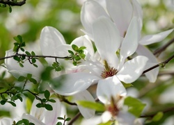 Oryginalny obrazek