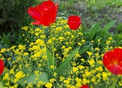 Oryginalny obrazek