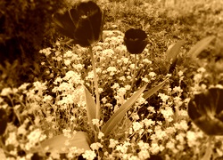 Sepia