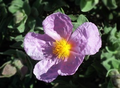 Oryginalny obrazek