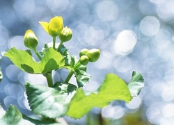 Oryginalny obrazek