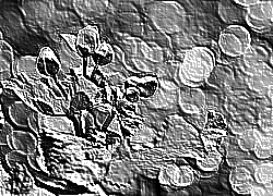 Skamielina