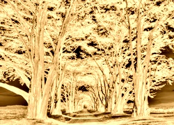 Sepia + Negatyw
