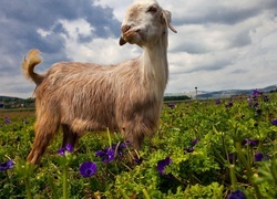 Oryginalny obrazek