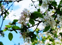 Oryginalny obrazek