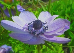 Oryginalny obrazek