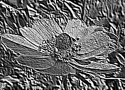Skamielina