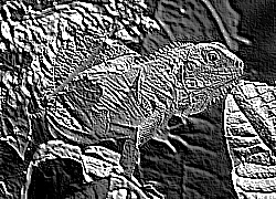 Skamielina