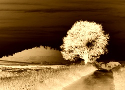 Sepia + Negatyw