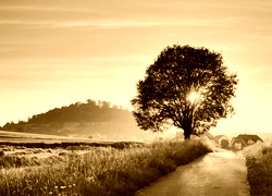 Sepia