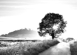 Szary + Sepia
