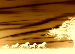Sepia + Negatyw
