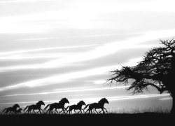 Szary + Sepia