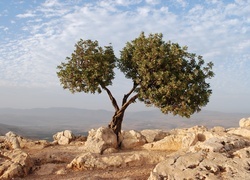 Oryginalny obrazek