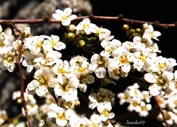 Oryginalny obrazek