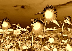Sepia + Negatyw