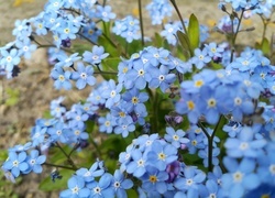 Oryginalny obrazek