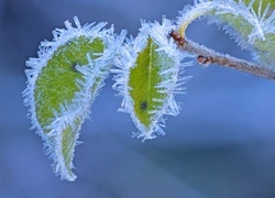 Oryginalny obrazek