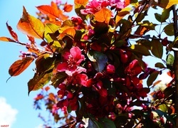 Oryginalny obrazek