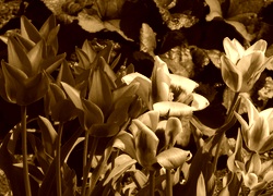 Sepia