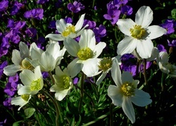Oryginalny obrazek