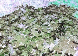Negatyw