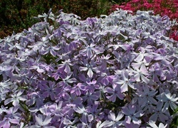 Oryginalny obrazek
