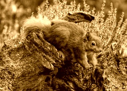Sepia