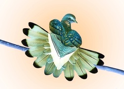 Negatyw