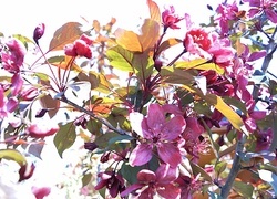 Oryginalny obrazek