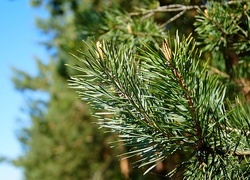 Oryginalny obrazek