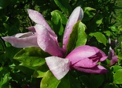 Oryginalny obrazek
