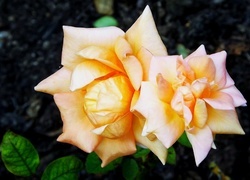 Oryginalny obrazek