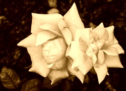 Sepia