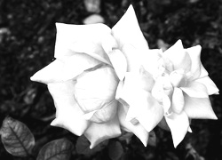 Szary + Sepia