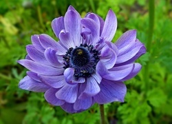 Oryginalny obrazek