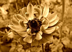 Sepia